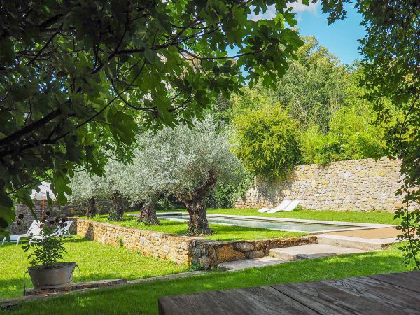 Garden, view of olive trees