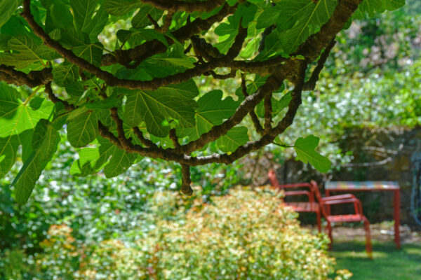 Garden and deckchair Mme Les Vans